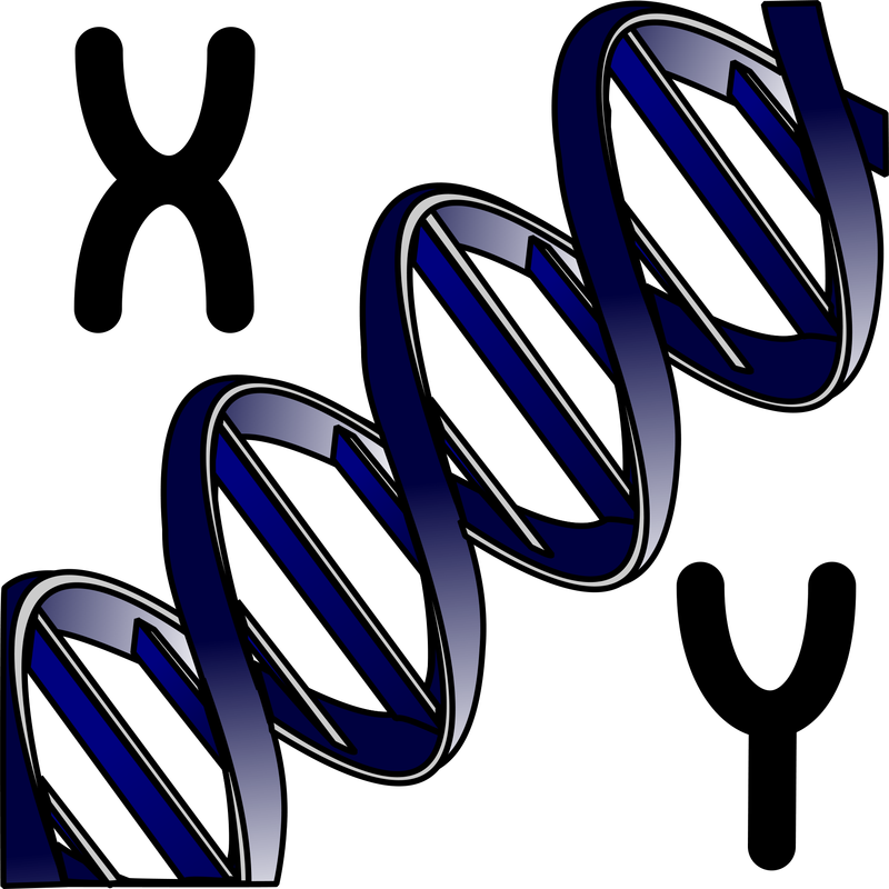 A diagonal blue DNA double helix, with the letters X and Y in black